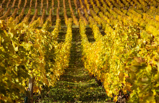 Which wines are actually worth keeping? How to recognise age-worthy bottles