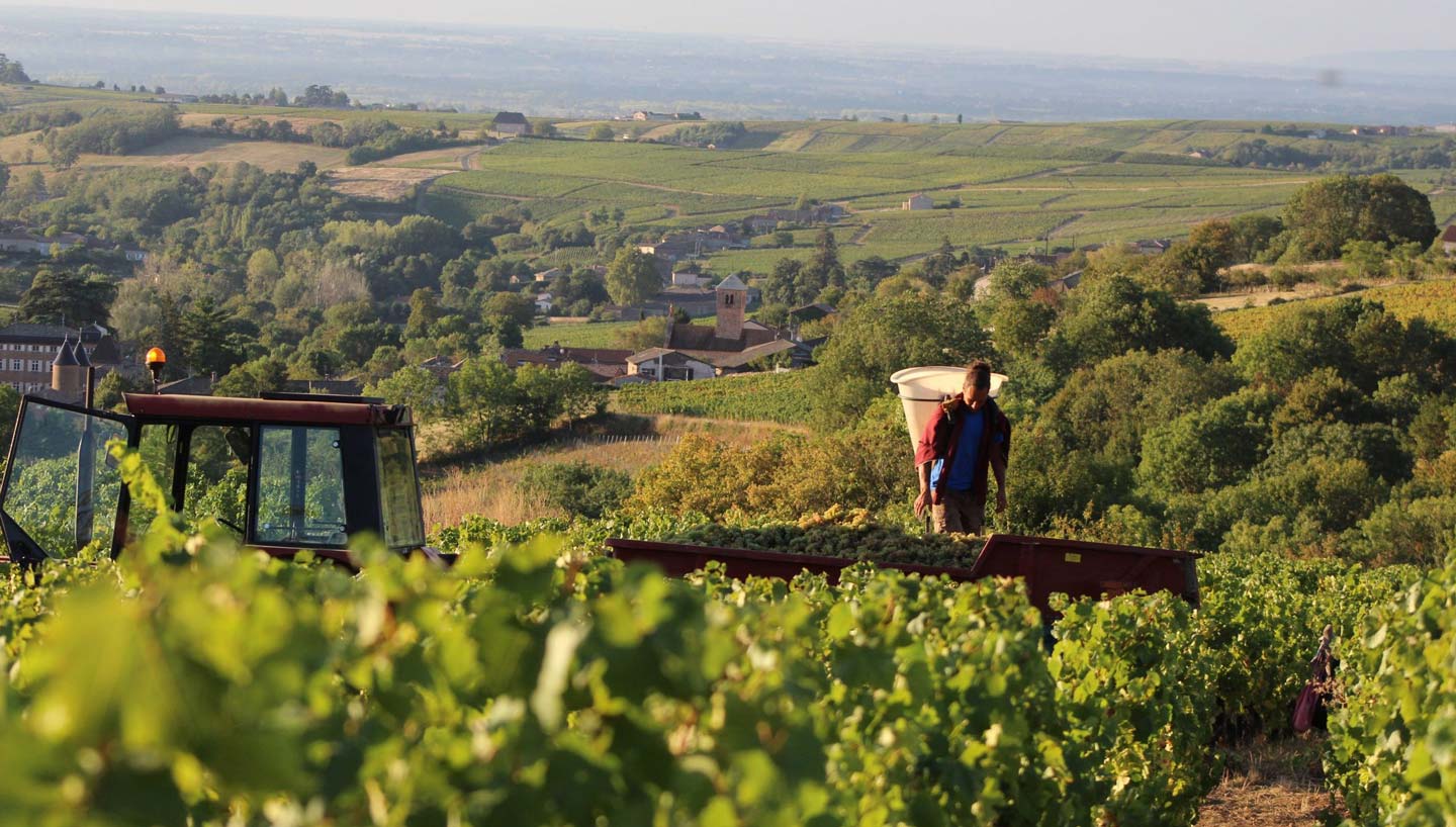 Pacaud Vignerons Header